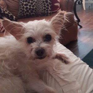 Meet your Posher, Misti